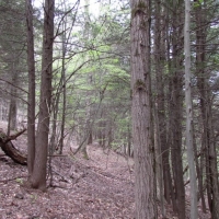 21 acres Hunting Land in Solon NY images 2