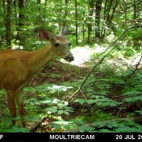 21 acres Hunting Land in Solon NY images 3