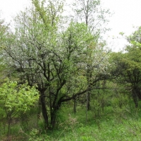 21 acres Hunting Land in Solon NY images 6
