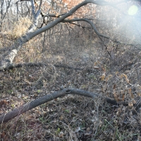 110 acres m l  Appanoose Co.&nbsp; IA images 3