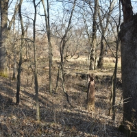 110 acres m l  Appanoose Co.&nbsp; IA images 2