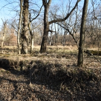110 acres m l  Appanoose Co.&nbsp; IA images 5