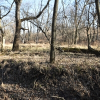 110 acres m l  Appanoose Co.&nbsp; IA images 6