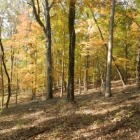 Oaky Woods Ridge Farm