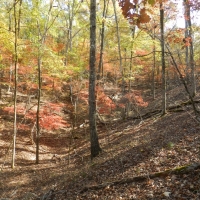 Oaky Woods Ridge Farm images 3