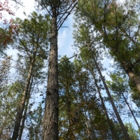 Oaky Woods Ridge Farm images 5