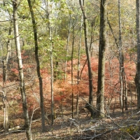 Oaky Woods Ridge Farm images 6