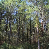 Rogersville &nbsp; s Treasure Forest images 4