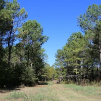 Rogersville &nbsp; s Treasure Forest images 3