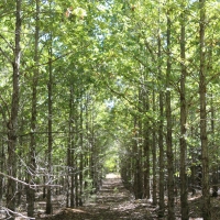 Rogersville &nbsp; s Treasure Forest images 5