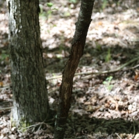 Rogersville &nbsp; s Treasure Forest images 2