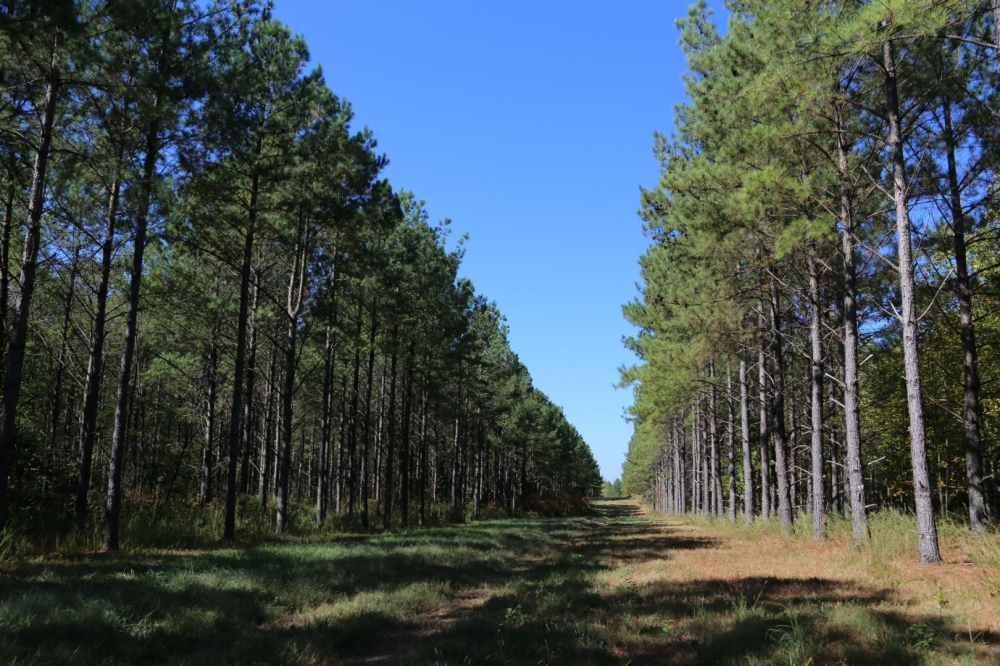 Rogersville &nbsp; s Treasure Forest featured image