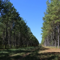 Rogersville &nbsp; s Treasure Forest