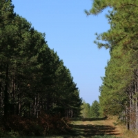 Rogersville &nbsp; s Treasure Forest images 6