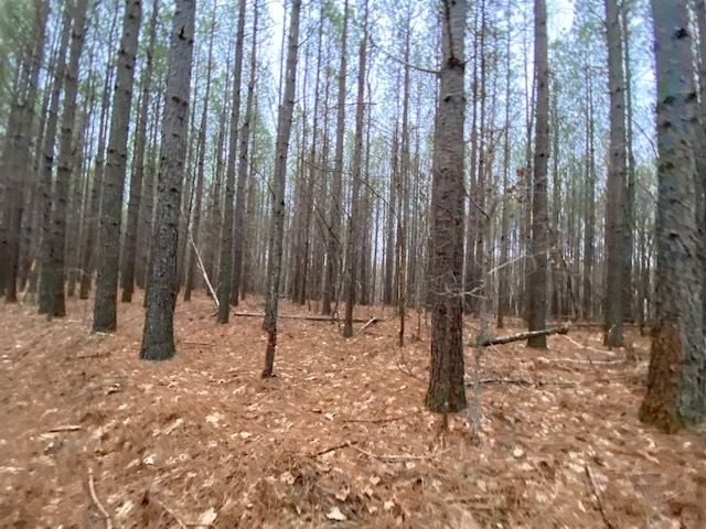 31  -acres wooded property with Great Hunting featured image