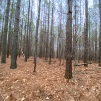 31  -acres wooded property with Great Hunting