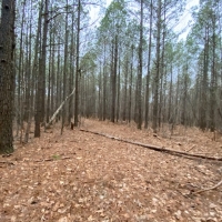 31  -acres wooded property with Great Hunting images 6
