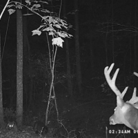 31  -acres wooded property with Great Hunting images 3