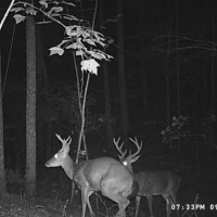 31  -acres wooded property with Great Hunting images 5