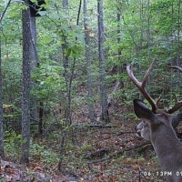 31  -acres wooded property with Great Hunting images 2