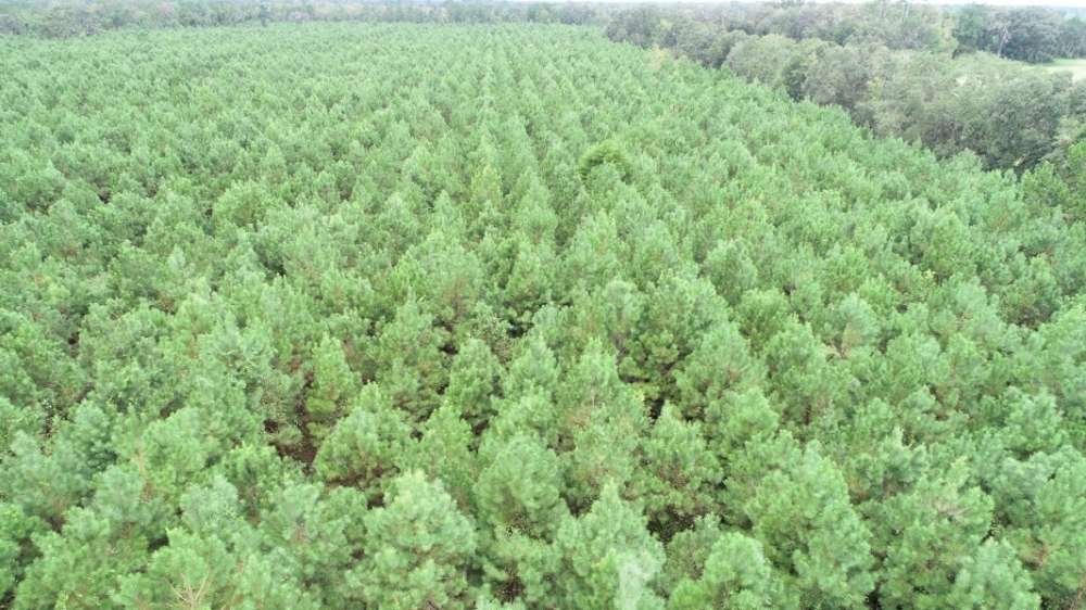 Recreational Land with Marketable Timber For Sale in Gainesville  FL featured image