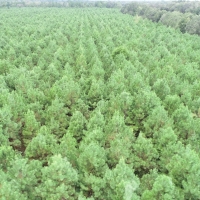 Recreational Land with Marketable Timber For Sale in Gainesville  FL
