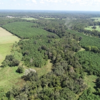 Recreational Land with Marketable Timber For Sale in Gainesville  FL images 3