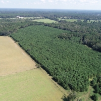 Recreational Land with Marketable Timber For Sale in Gainesville  FL images 4
