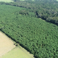 Recreational Land with Marketable Timber For Sale in Gainesville  FL images 5