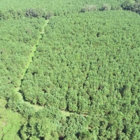 Recreational Land with Marketable Timber For Sale in Gainesville  FL images 6