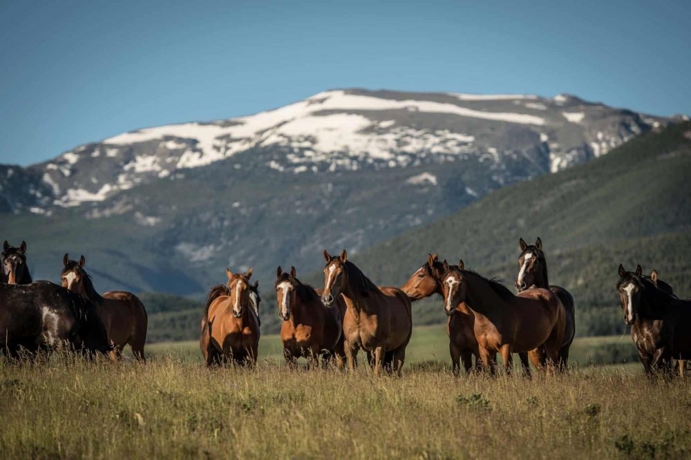 Elk Ridge Ranch featured image