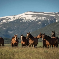Elk Ridge Ranch