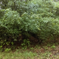 Timber Tract &nbsp; Hunting Land For Sale in Clay County  AR images 2