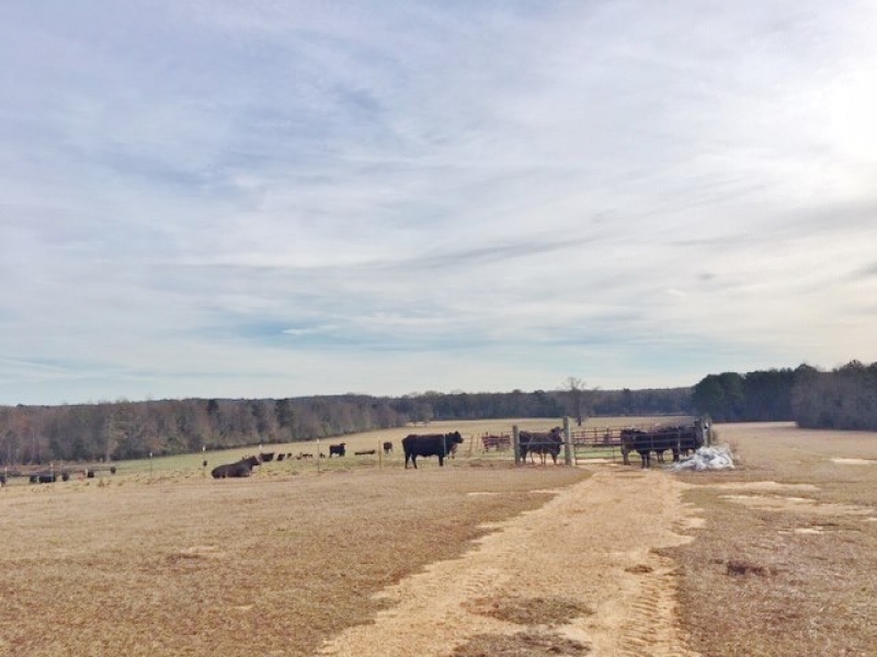 139 Acres Woods &nbsp; Pasture featured image