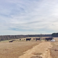 139 Acres Woods &nbsp; Pasture