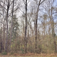 139 Acres Woods &nbsp; Pasture images 2