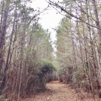 139 Acres Woods &nbsp; Pasture images 5