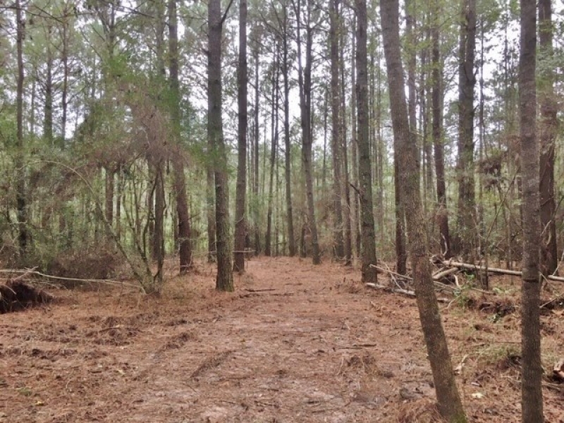 20 Acres Perfect Tract Walthall Co. featured image
