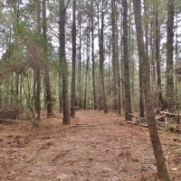 20 Acres Perfect Tract Walthall Co.