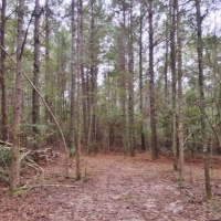 20 Acres Perfect Tract Walthall Co. images 2