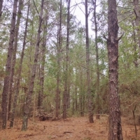 20 Acres Perfect Tract Walthall Co. images 3