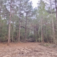 20 Acres Perfect Tract Walthall Co. images 4