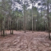 20 Acres Perfect Tract Walthall Co. images 5