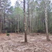 20 Acres Perfect Tract Walthall Co. images 6