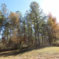 Maude Lane 82 Acres images 2