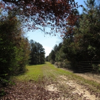 Maude Lane 82 Acres images 3