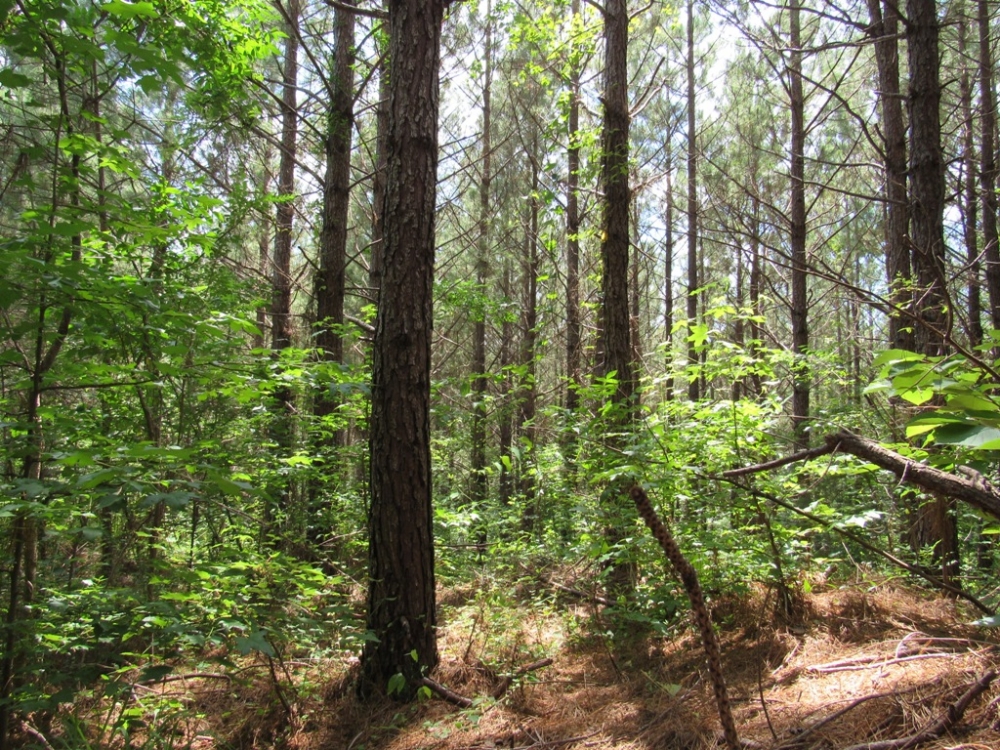 25-015-clarkton-creek featured image