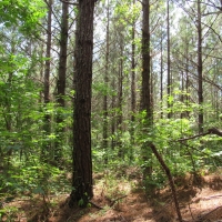 25-015-clarkton-creek