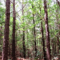 25-015-clarkton-creek images 2