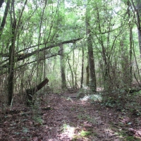 25-015-clarkton-creek images 3